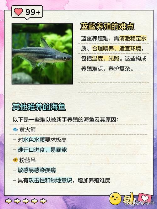 藍鯊能和龍魚混養嗎圖片