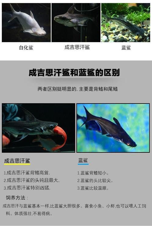 藍鯊能和龍魚混養嗎圖片