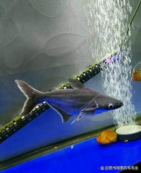 藍鯊能和龍魚混養嗎圖片