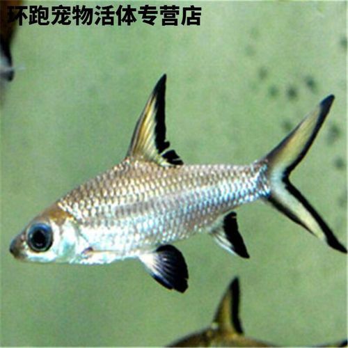 藍鯊能和龍魚混養嗎圖片