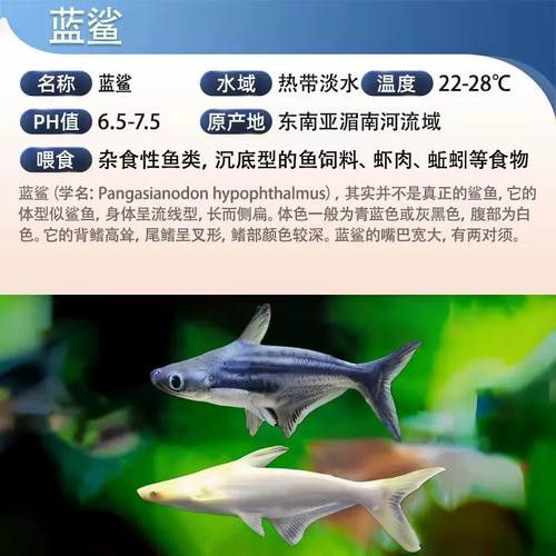 藍鯊能和龍魚混養嗎圖片