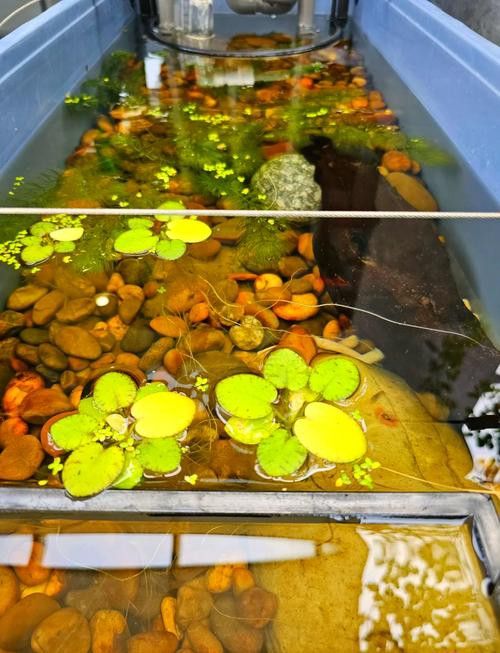 爬背期間如何保持水質穩定？