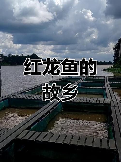 西加里曼丹紅龍的價格是多少？