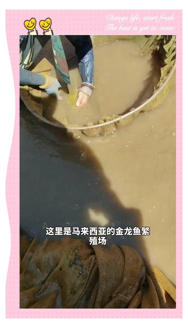 古龍魚性別對(duì)繁殖有何影響？