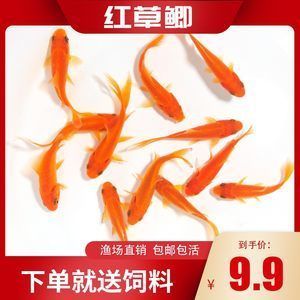紅龍魚喂什么飼料好養(yǎng)又好看
