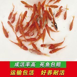 紅龍魚喂什么飼料好養(yǎng)又好看