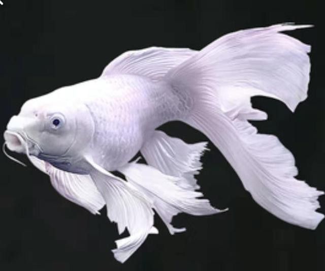 上海龍魚展會死魚事件始末是什么 上海龍魚展會死魚事件始末是什么 龍魚百科 第4張