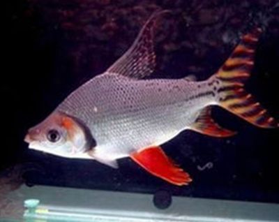 白子龍魚價(jià)格多少錢