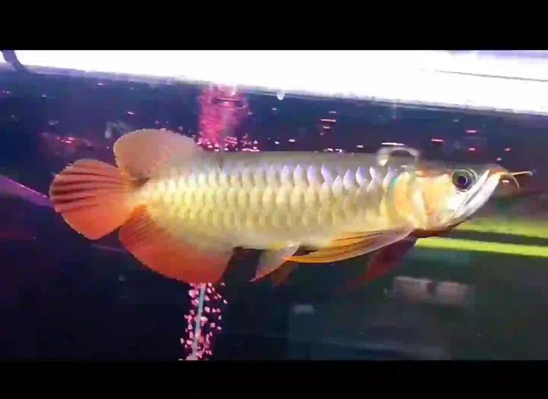 如何鑒別龍魚是否被壓過？