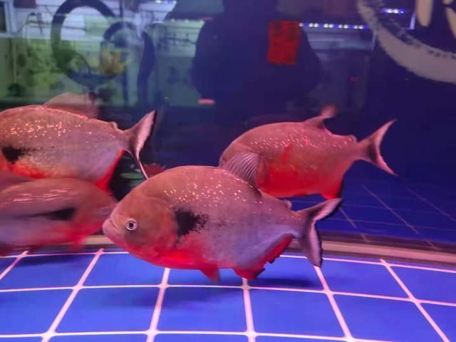 龍魚倒缸后幾天可以喂食：龍魚倒缸后幾天喂食