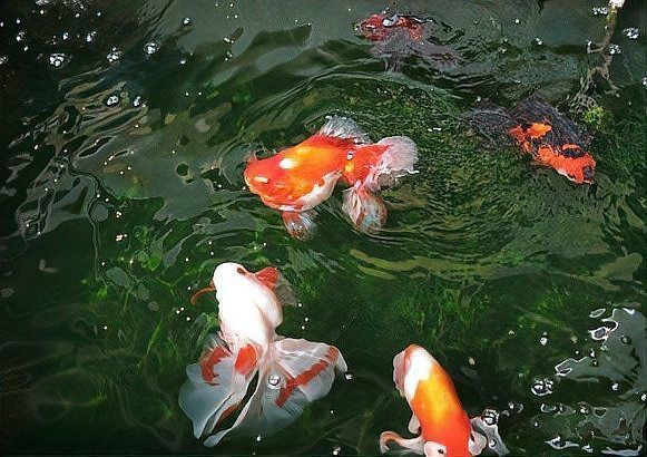 金魚浮頭時應該如何急救？