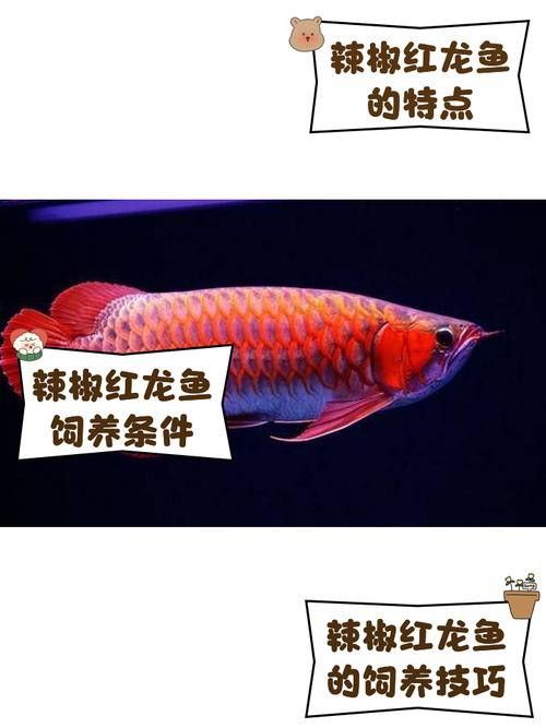紅龍魚圖片大全大圖壁紙高清可愛