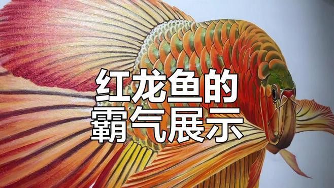 紅龍魚圖片大全大圖壁紙高清可愛