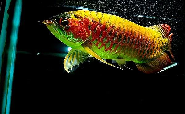 紅龍魚圖片大全大圖壁紙高清可愛