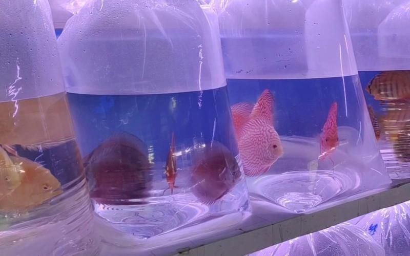 觀賞魚批發(fā)采購技巧指南