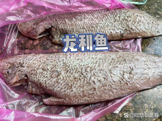 金龍魚(yú)和龍利魚(yú)有什么區(qū)別圖片對(duì)比