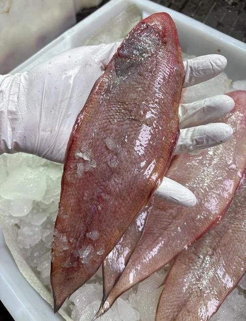 金龍魚(yú)和龍利魚(yú)有什么區(qū)別圖片對(duì)比