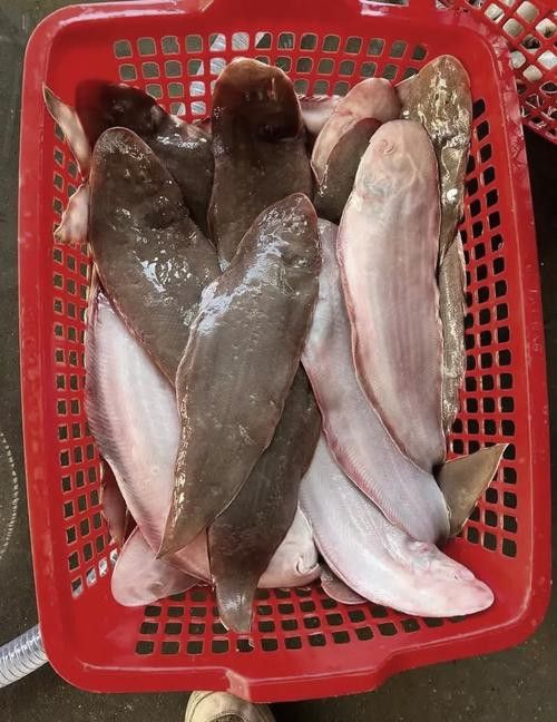 金龍魚(yú)和龍利魚(yú)有什么區(qū)別圖片對(duì)比
