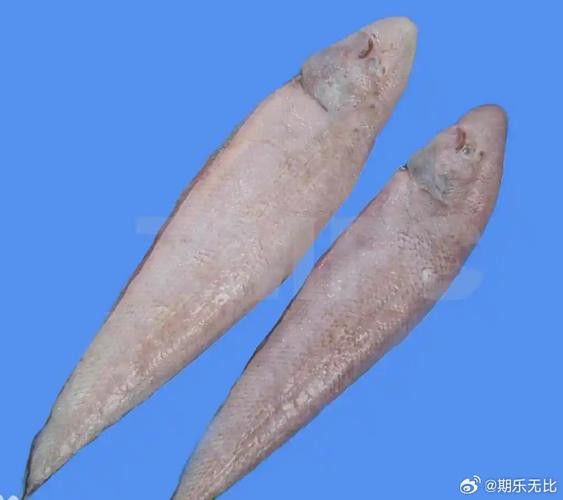 金龍魚(yú)和龍利魚(yú)有什么區(qū)別圖片對(duì)比