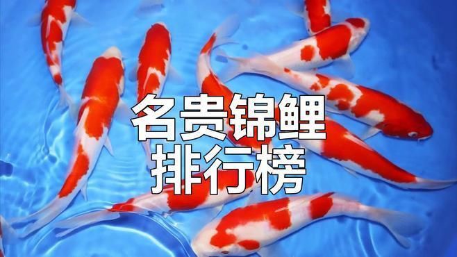 哪種錦鯉最好