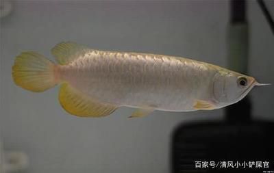 解決龍魚快速游動的方法【龍魚快速游動可能由多種因素引起，解決這一問題也需要從多個角度入手】