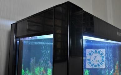 龍魚老是在缸底游來游去：龍魚在魚缸底部頻繁游動的現象分析可能導致龍魚沉到缸底