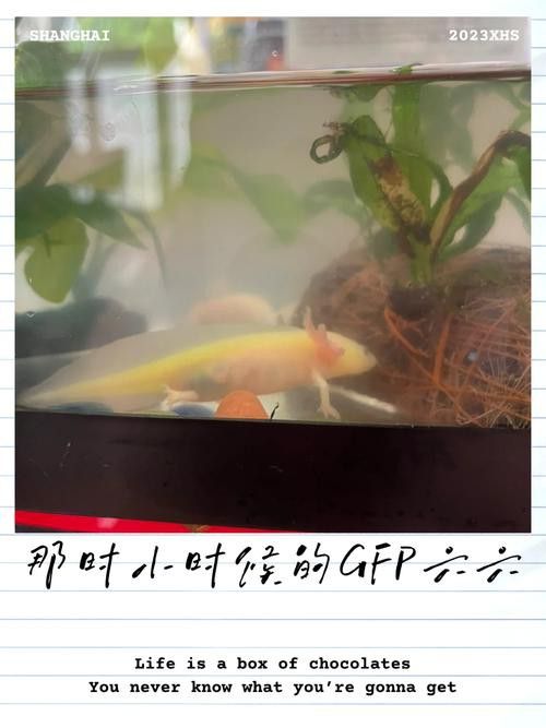 熒光色系六角龍的市場價(jià)格是多少？