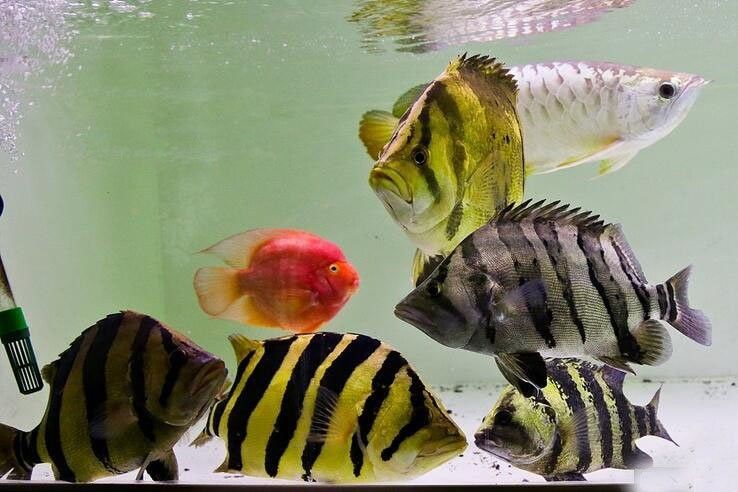 龍魚虎魚大小比例圖