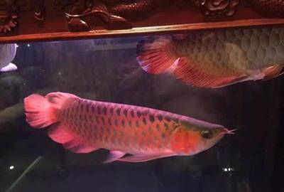 龍魚和什么魚養在一塊最好養：適合與龍魚混養的魚類種類兼容性評估 龍魚和什么魚養在一塊最好養：適合與龍魚混養的魚類種類兼容性評估 龍魚百科 第1張