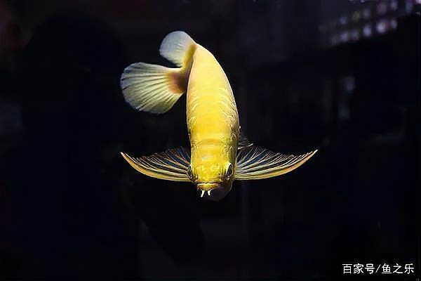 什么叫白子黃化銀龍魚