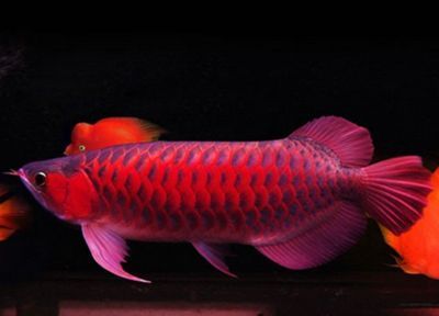 紅寶石龍魚價格多少：紅寶石龍魚價格多少紅寶石龍魚價格多少