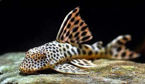 老虎異型魚種類