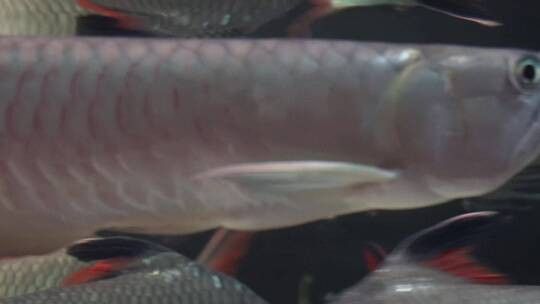 哪些平臺提供免費金龍魚視頻素材？