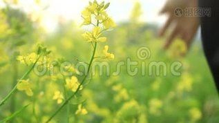 哪些平臺提供免費金龍魚視頻素材？