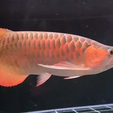 紅龍魚血統證書一般多少錢？