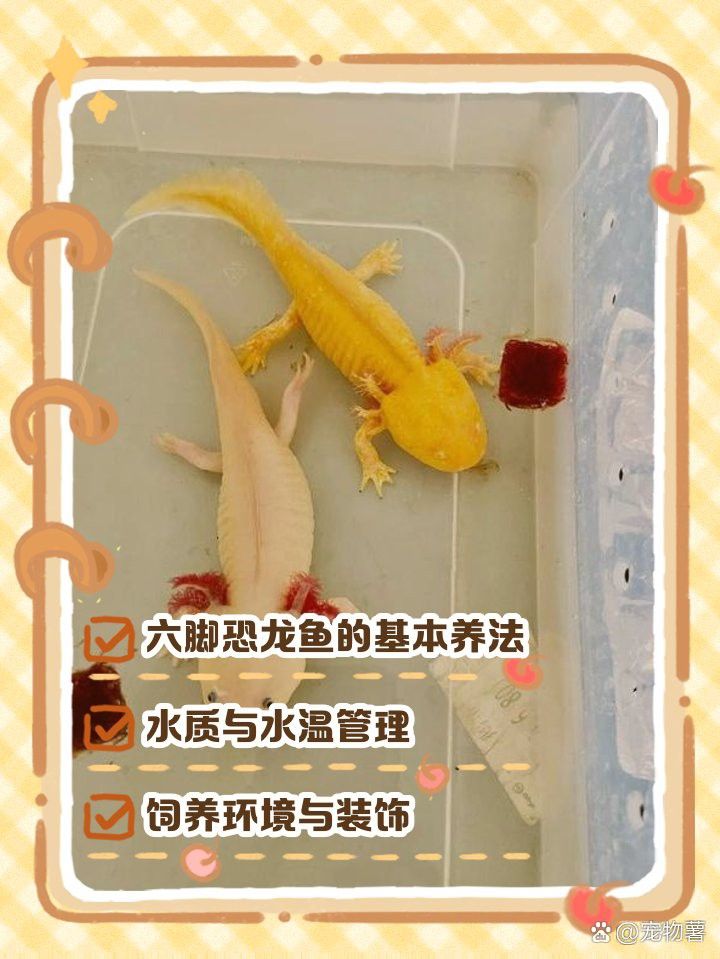恐龍魚耐寒嗎
