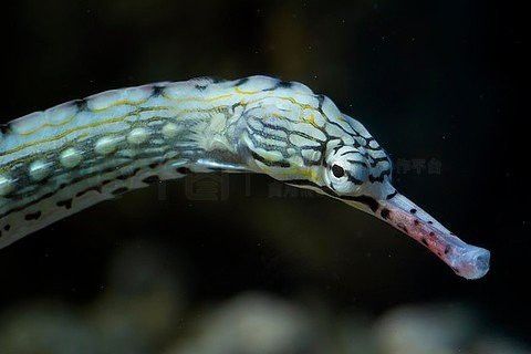 野生海龍魚的圖片大全集