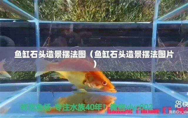 紅龍魚飼養(yǎng)方法及注意事項大全視頻播放（紅龍魚飼養(yǎng)方法及注意事項大全視頻播放下載）