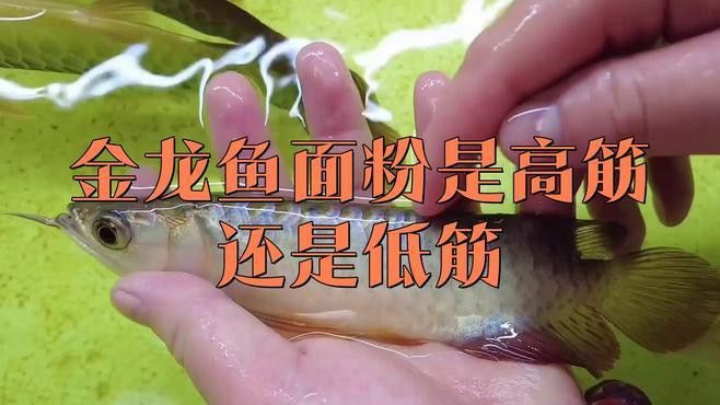 金龍魚的來歷