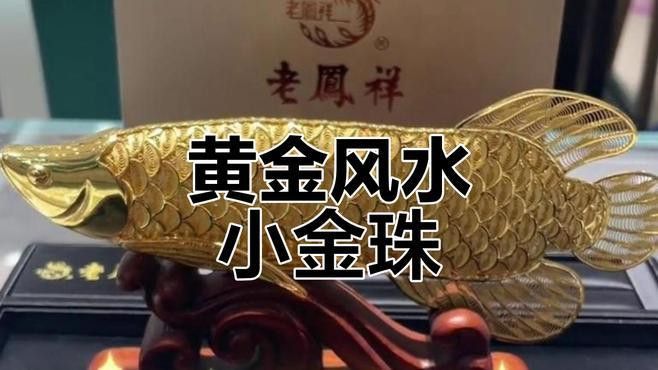 金龍魚的來歷