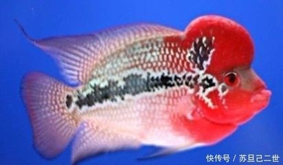 羅漢魚天然餌料營養價值：羅漢魚天然餌料與天然餌料對比，羅漢魚營養均衡餌料搭配