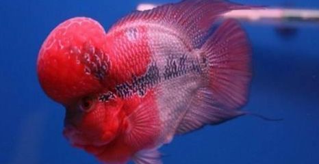 羅漢魚天然餌料營養價值：羅漢魚天然餌料與天然餌料對比，羅漢魚營養均衡餌料搭配