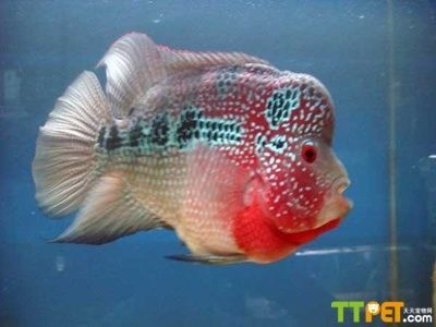 羅漢魚天然餌料營養價值：羅漢魚天然餌料與天然餌料對比，羅漢魚營養均衡餌料搭配