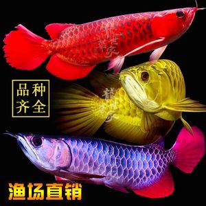 龍魚苗子多少錢，龍魚苗子市場(chǎng)價(jià)格