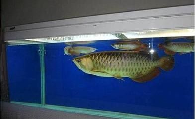 龍魚ph值怎么調(diào)整到最低：魚缸ph值過高怎么辦