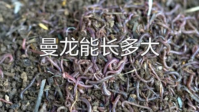 曼龍魚的最大能長多大？
