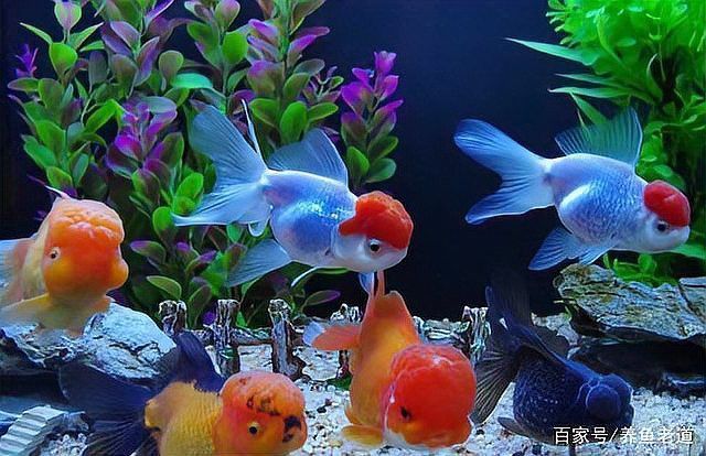 火龍魚能和金魚一塊養嗎？