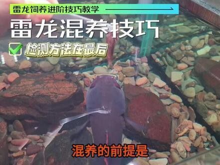 雷龍魚(yú)和成吉思汗鯊魚(yú)能混養(yǎng)嗎？