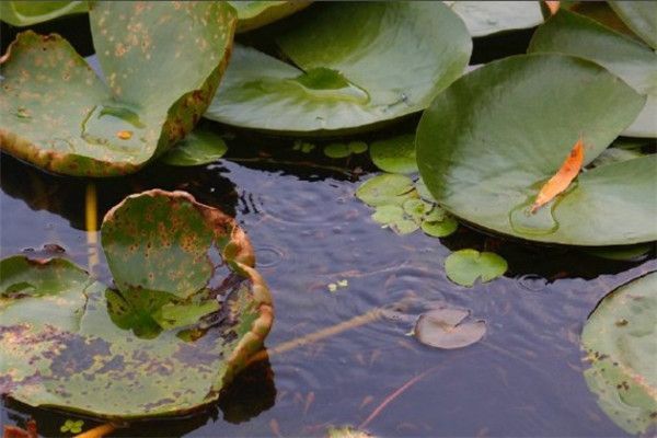 龍魚人工繁殖方法有哪些：如何提高龍魚人工繁殖的成功率