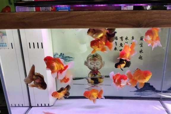龍魚不喂食會餓死嗎：龍魚不喂食會餓死嗎？